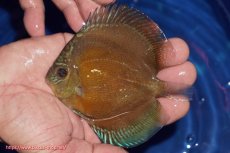 画像1: 【ディスカス】【通販】【限定特価商品】【激紅必至　証明書付き】紅月改（ウルトラグレード朱月♂×ウルトラグレード紅月♀）【個体販売】10-11cm（生体）B-HOUSE 倉津氏作出 (1)