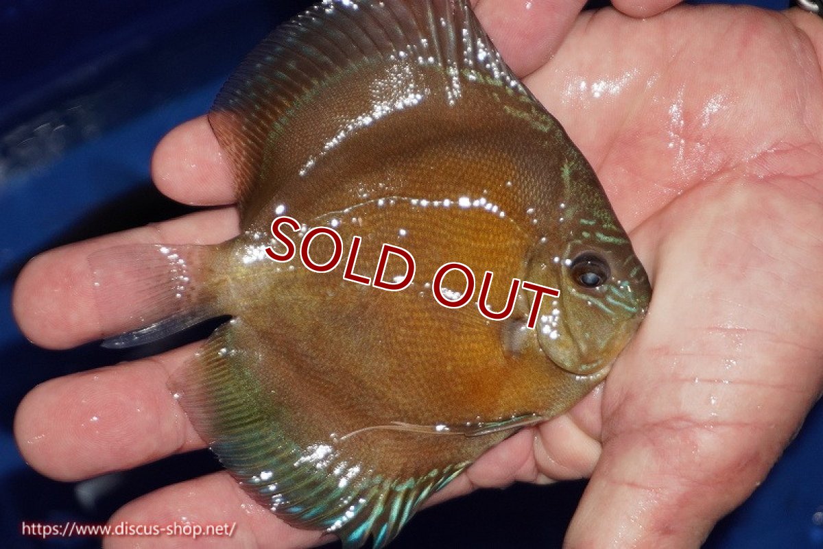 画像2: 【ディスカス】【通販】【限定特価商品】【激紅必至　証明書付き】紅月改（ウルトラグレード朱月♂×ウルトラグレード紅月♀）【個体販売】10-11cm（生体）B-HOUSE 倉津氏作出 (2)