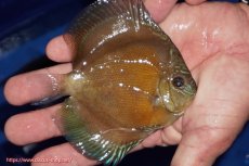 画像2: 【ディスカス】【通販】【限定特価商品】【激紅必至　証明書付き】紅月改（ウルトラグレード朱月♂×ウルトラグレード紅月♀）【個体販売】10-11cm（生体）B-HOUSE 倉津氏作出 (2)