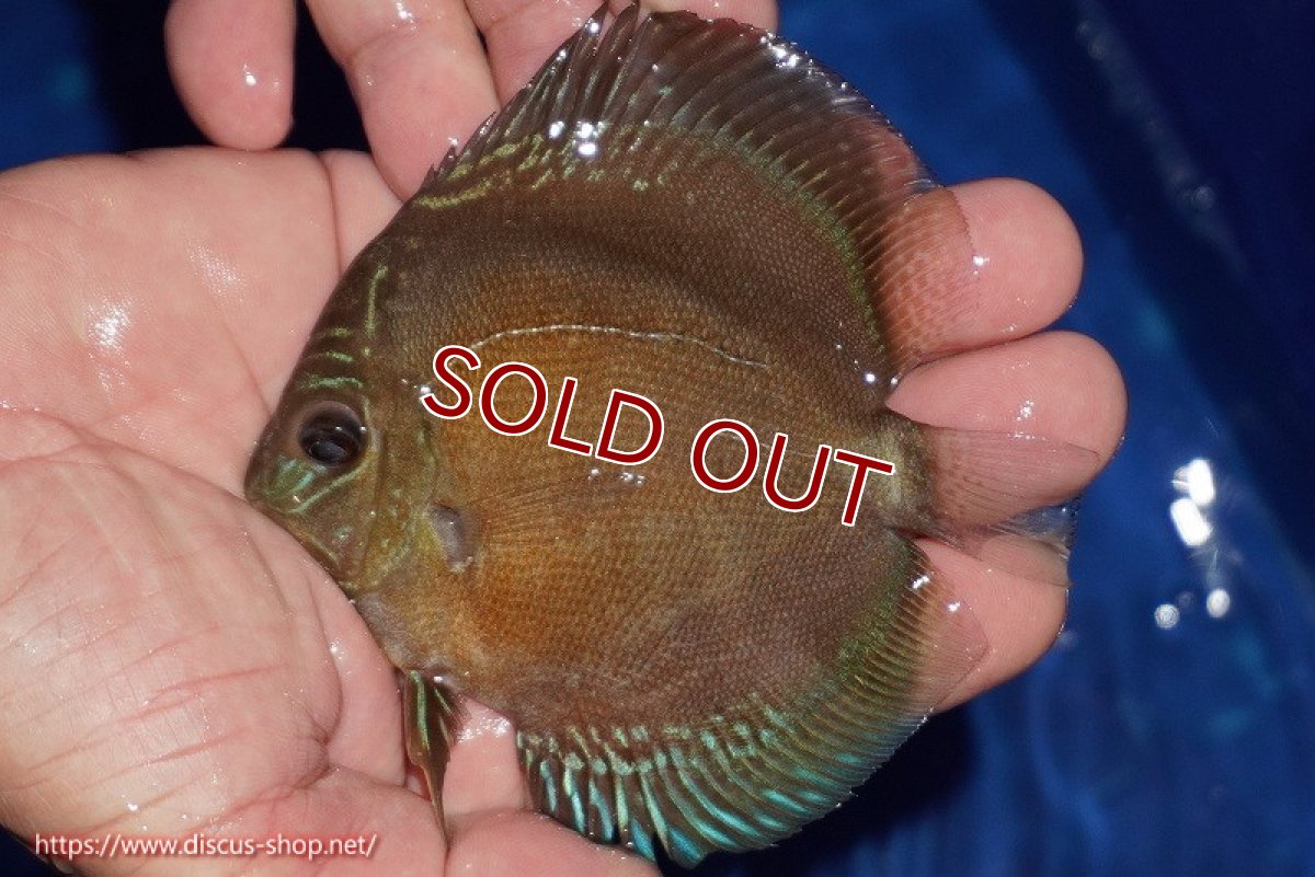 画像1: 【ディスカス】【通販】【限定特価商品】【激紅必至　証明書付き】紅月改（ウルトラグレード朱月♂×ウルトラグレード紅月♀）【個体販売】10-11cm（生体）B-HOUSE 倉津氏作出 (1)