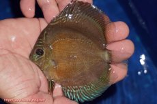 画像1: 【ディスカス】【通販】【限定特価商品】【激紅必至　証明書付き】紅月改（ウルトラグレード朱月♂×ウルトラグレード紅月♀）【個体販売】10-11cm（生体）B-HOUSE 倉津氏作出 (1)