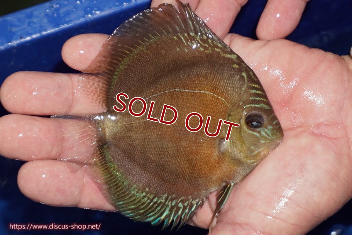 画像2: 【ディスカス】【通販】【限定特価商品】【激紅必至　証明書付き】紅月改（ウルトラグレード朱月♂×ウルトラグレード紅月♀）【個体販売】10-11cm（生体）B-HOUSE 倉津氏作出 (2)