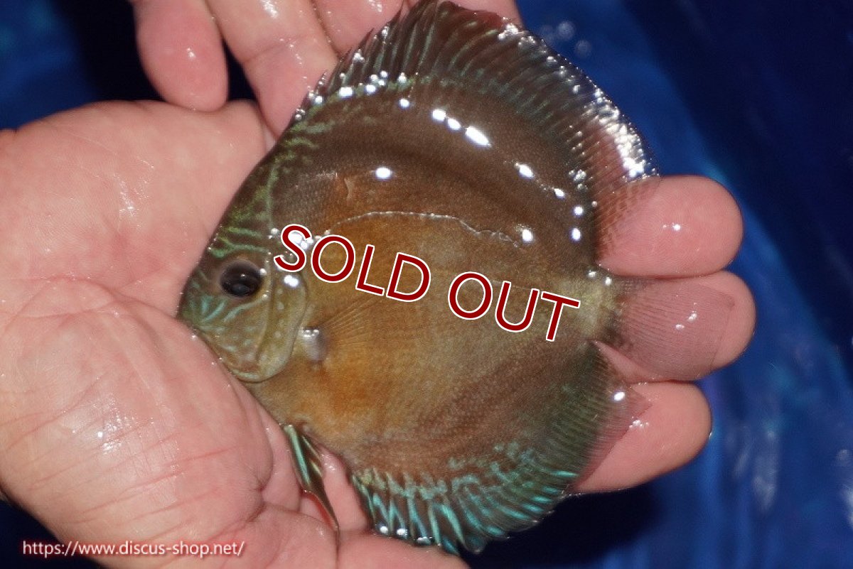 画像1: 【ディスカス】【通販】【限定特価商品】【激紅必至　証明書付き】紅月改（ウルトラグレード朱月♂×ウルトラグレード紅月♀）【個体販売】10-11cm（生体）B-HOUSE 倉津氏作出 (1)