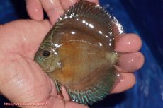 画像1: 【ディスカス】【通販】【限定特価商品】【激紅必至　証明書付き】紅月改（ウルトラグレード朱月♂×ウルトラグレード紅月♀）【個体販売】10-11cm（生体）B-HOUSE 倉津氏作出 (1)