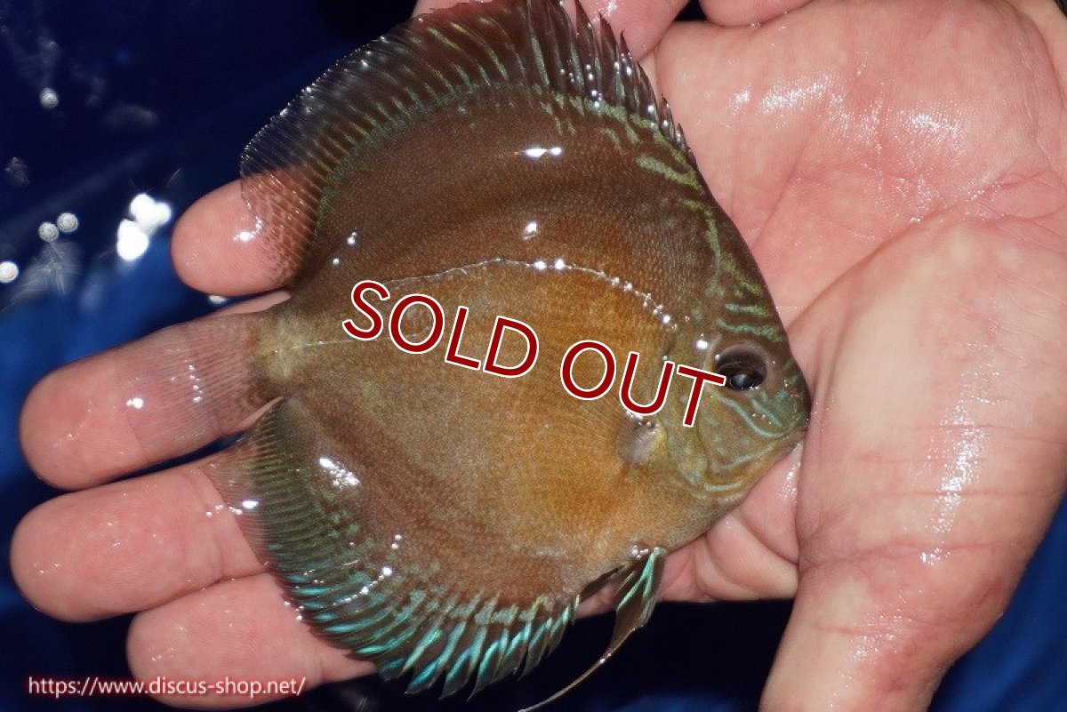 画像2: 【ディスカス】【通販】【限定特価商品】【激紅必至　証明書付き】紅月改（ウルトラグレード朱月♂×ウルトラグレード紅月♀）【個体販売】10-11cm（生体）B-HOUSE 倉津氏作出 (2)