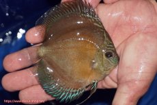 画像2: 【ディスカス】【通販】【限定特価商品】【激紅必至　証明書付き】紅月改（ウルトラグレード朱月♂×ウルトラグレード紅月♀）【個体販売】10-11cm（生体）B-HOUSE 倉津氏作出 (2)