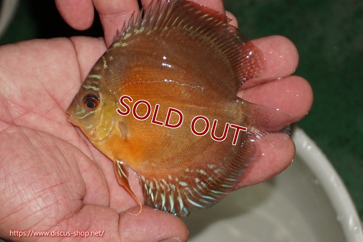 画像1: 【ディスカス】【通販】【限定特価商品】【激紅必至　証明書付き】紅月改（ウルトラグレード朱月♂×ウルトラグレード紅月♀）【個体販売】9-10ｃｍ（生体）B-HOUSE 倉津氏作出 (1)