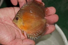 画像1: 【ディスカス】【通販】【限定特価商品】【激紅必至　証明書付き】紅月改（ウルトラグレード朱月♂×ウルトラグレード紅月♀）【個体販売】9-10ｃｍ（生体）B-HOUSE 倉津氏作出 (1)