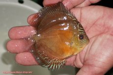 画像2: 【ディスカス】【通販】【限定特価商品】【激紅必至　証明書付き】紅月改（ウルトラグレード朱月♂×ウルトラグレード紅月♀）【個体販売】9-10ｃｍ（生体）B-HOUSE 倉津氏作出 (2)