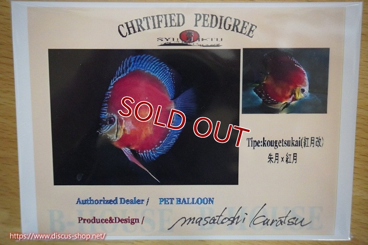 画像3: 【ディスカス】【通販】【限定特価商品】【激紅必至　証明書付き】紅月改（ウルトラグレード朱月♂×ウルトラグレード紅月♀）【個体販売】9-10ｃｍ（生体）B-HOUSE 倉津氏作出 (3)