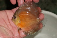 画像1: 【ディスカス】【通販】【限定特価商品】【激紅必至　証明書付き】紅月改（ウルトラグレード朱月♂×ウルトラグレード紅月♀）【個体販売】9-10ｃｍ（生体）B-HOUSE 倉津氏作出 (1)