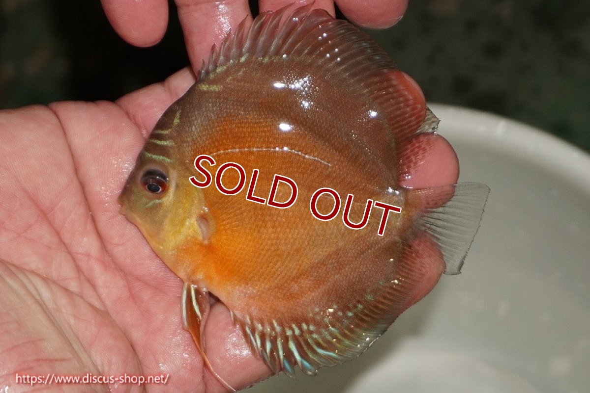 画像2: 【ディスカス】【通販】【限定特価商品】【激紅必至　証明書付き】紅月改（ウルトラグレード朱月♂×ウルトラグレード紅月♀）【個体販売】9-10ｃｍ（生体）B-HOUSE 倉津氏作出 (2)