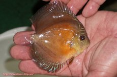 画像2: 【ディスカス】【通販】【限定特価商品】【激紅必至　証明書付き】紅月改（ウルトラグレード朱月♂×ウルトラグレード紅月♀）【個体販売】9-10ｃｍ（生体）B-HOUSE 倉津氏作出 (2)