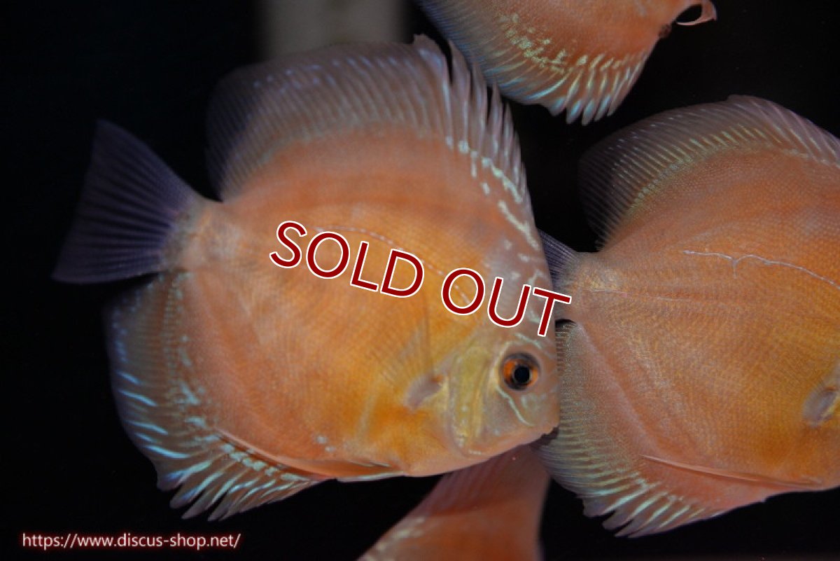 画像1: 【ディスカス】【通販】【限定特価商品】【激紅必至　証明書付き】紅月改（ウルトラグレード朱月♂×ウルトラグレード紅月♀）【個体販売】9-10ｃｍ（生体）B-HOUSE 倉津氏作出 (1)