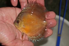 画像1: 【ディスカス】【通販】【限定特価商品】【激紅必至　証明書付き】紅月改（ウルトラグレード朱月♂×ウルトラグレード紅月♀）【個体販売】9-10ｃｍ（生体）B-HOUSE 倉津氏作出 (1)