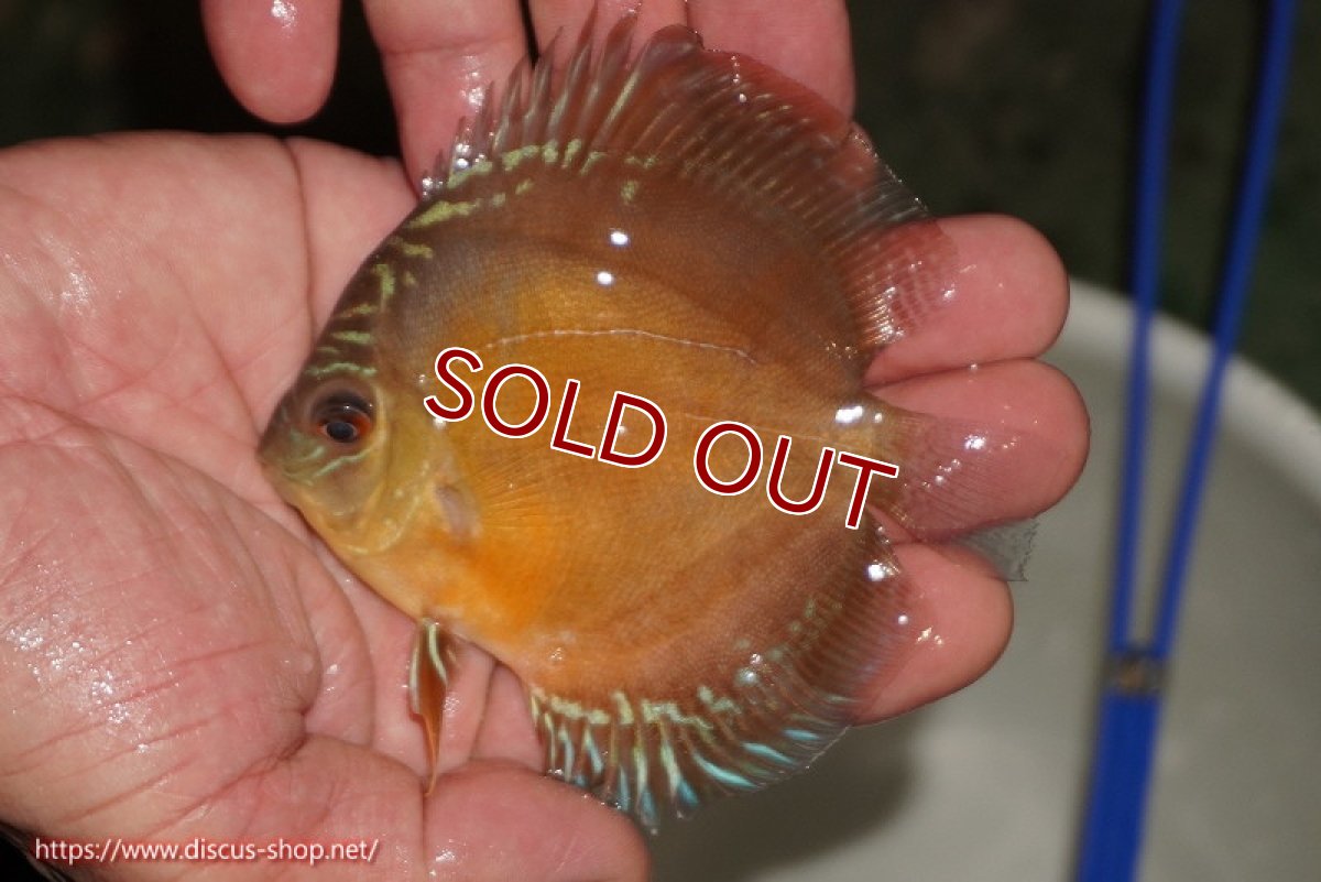 画像2: 【ディスカス】【通販】【限定特価商品】【激紅必至　証明書付き】紅月改（ウルトラグレード朱月♂×ウルトラグレード紅月♀）【個体販売】9-10ｃｍ（生体）B-HOUSE 倉津氏作出 (2)