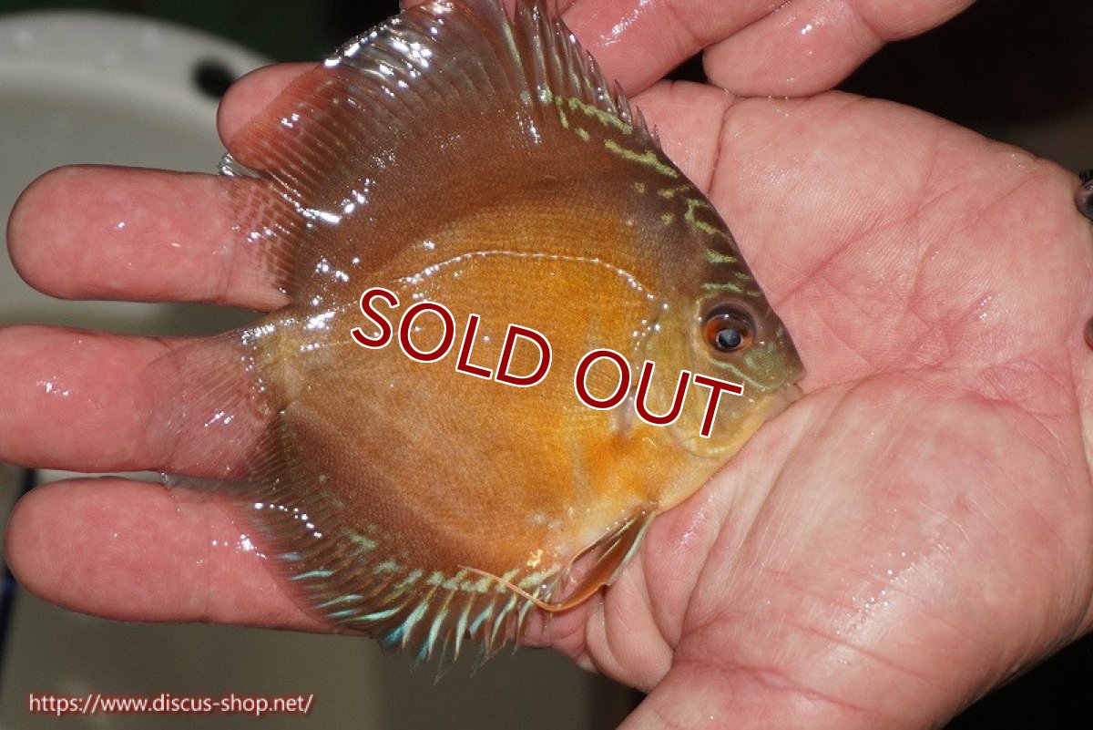 画像3: 【ディスカス】【通販】【限定特価商品】【激紅必至　証明書付き】紅月改（ウルトラグレード朱月♂×ウルトラグレード紅月♀）【個体販売】9-10ｃｍ（生体）B-HOUSE 倉津氏作出 (3)