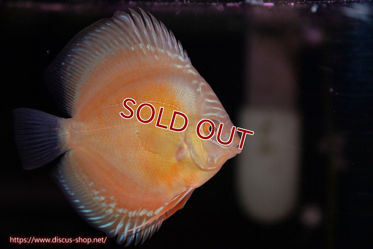 画像1: 【ディスカス】【通販】【限定特価商品】【激紅必至　証明書付き】紅月改（ウルトラグレード朱月♂×ウルトラグレード紅月♀）【個体販売】9-10ｃｍ（生体）B-HOUSE 倉津氏作出 (1)