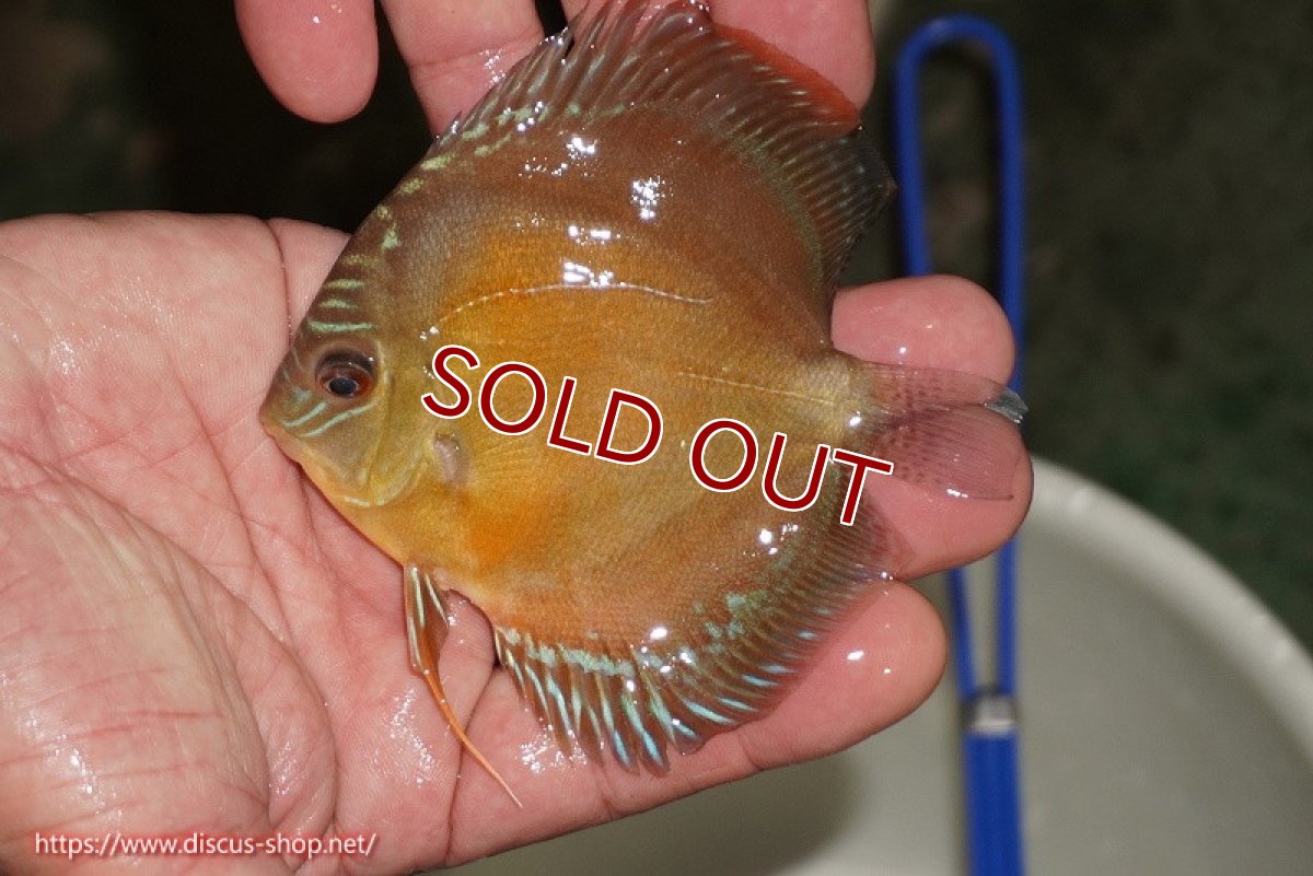 画像2: 【ディスカス】【通販】【限定特価商品】【激紅必至　証明書付き】紅月改（ウルトラグレード朱月♂×ウルトラグレード紅月♀）【個体販売】9-10ｃｍ（生体）B-HOUSE 倉津氏作出 (2)