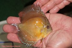 画像2: 【ディスカス】【通販】【限定特価商品】【激紅必至　証明書付き】紅月改（ウルトラグレード朱月♂×ウルトラグレード紅月♀）【個体販売】9-10ｃｍ（生体）B-HOUSE 倉津氏作出 (2)