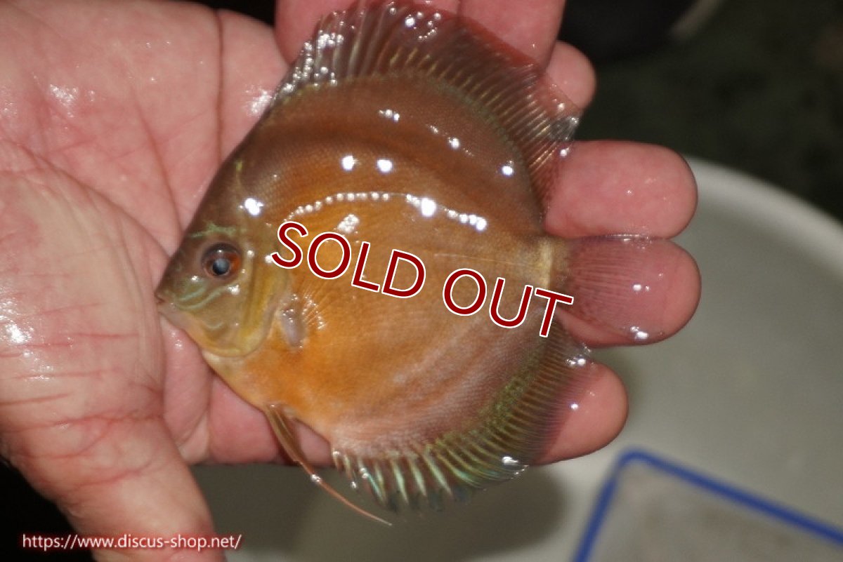 画像2: 【ディスカス】【通販】【限定特価商品】【激紅必至　証明書付き】紅月改（ウルトラグレード朱月♂×ウルトラグレード紅月♀）【個体販売】9-10ｃｍ（生体）B-HOUSE 倉津氏作出 (2)