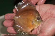 画像2: 【ディスカス】【通販】【限定特価商品】【激紅必至　証明書付き】紅月改（ウルトラグレード朱月♂×ウルトラグレード紅月♀）【個体販売】9-10ｃｍ（生体）B-HOUSE 倉津氏作出 (2)