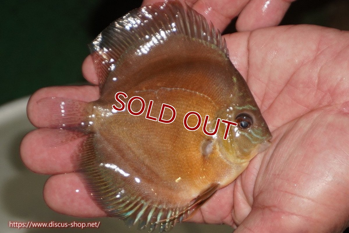 画像3: 【ディスカス】【通販】【限定特価商品】【激紅必至　証明書付き】紅月改（ウルトラグレード朱月♂×ウルトラグレード紅月♀）【個体販売】9-10ｃｍ（生体）B-HOUSE 倉津氏作出 (3)