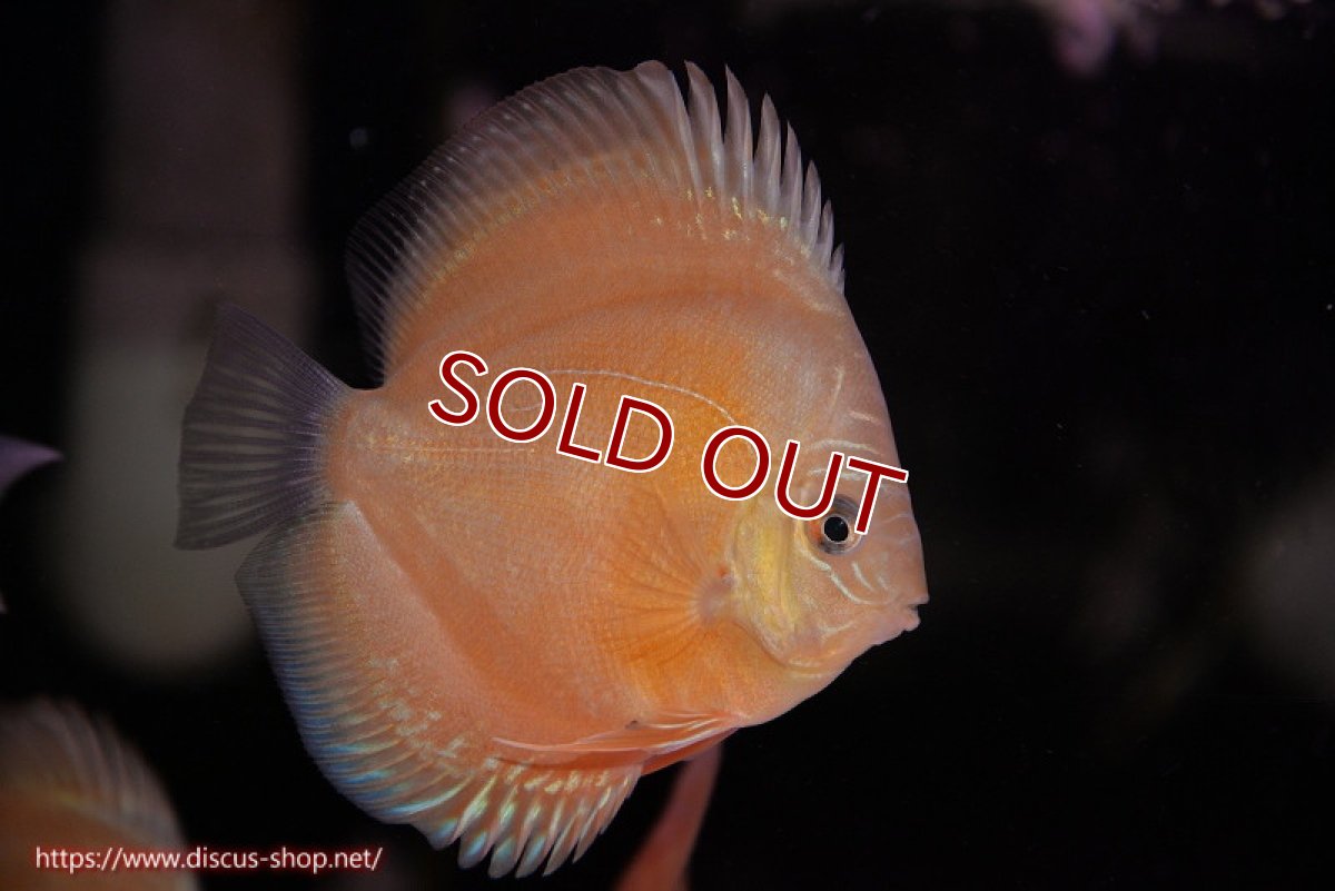 画像1: 【ディスカス】【通販】【限定特価商品】【激紅必至　証明書付き】紅月改（ウルトラグレード朱月♂×ウルトラグレード紅月♀）【個体販売】9-10ｃｍ（生体）B-HOUSE 倉津氏作出 (1)