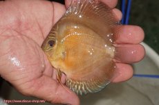 画像1: 【ディスカス】【通販】【限定特価商品】【激紅必至　証明書付き】紅月改（ウルトラグレード朱月♂×ウルトラグレード紅月♀）【個体販売】9-10ｃｍ（生体）B-HOUSE 倉津氏作出 (1)