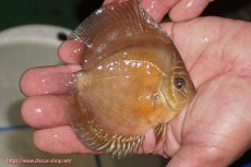 画像2: 【ディスカス】【通販】【限定特価商品】【激紅必至　証明書付き】紅月改（ウルトラグレード朱月♂×ウルトラグレード紅月♀）【個体販売】9-10ｃｍ（生体）B-HOUSE 倉津氏作出 (2)