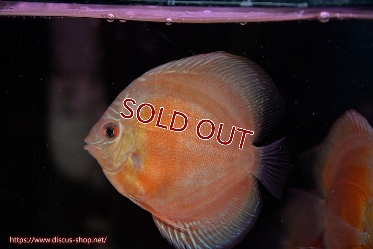 画像1: 【ディスカス】【通販】【限定特価商品】【激紅必至　証明書付き】紅月改（ウルトラグレード朱月♂×ウルトラグレード紅月♀）【個体販売】10-11cm（生体）B-HOUSE 倉津氏作出 (1)