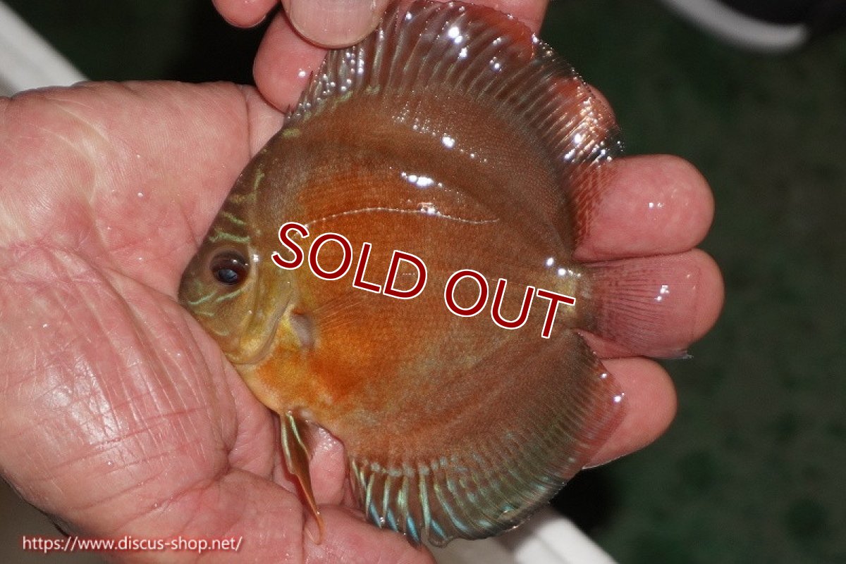 画像2: 【ディスカス】【通販】【限定特価商品】【激紅必至　証明書付き】紅月改（ウルトラグレード朱月♂×ウルトラグレード紅月♀）【個体販売】10-11cm（生体）B-HOUSE 倉津氏作出 (2)