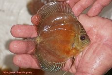 画像2: 【ディスカス】【通販】【限定特価商品】【激紅必至　証明書付き】紅月改（ウルトラグレード朱月♂×ウルトラグレード紅月♀）【個体販売】10-11cm（生体）B-HOUSE 倉津氏作出 (2)