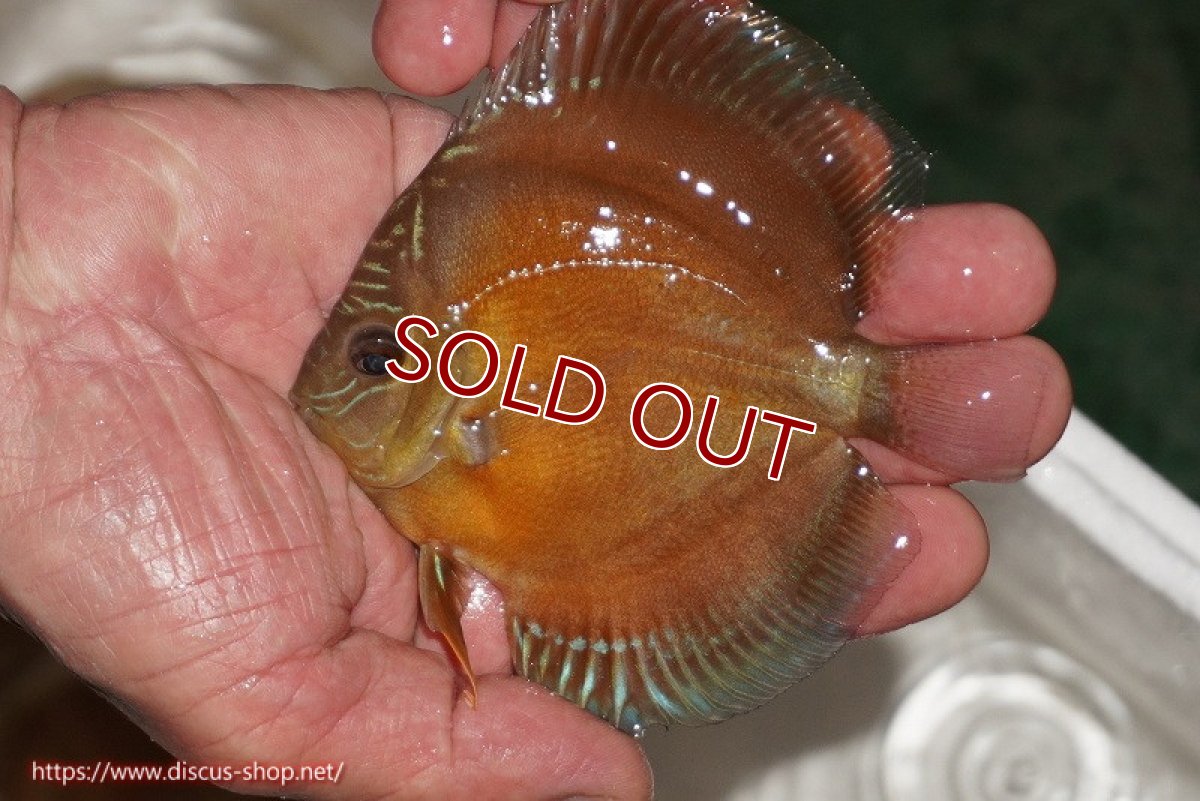 画像1: 【決算セール クーポンご利用で更に10％OFF対象商品】【ディスカス】【通販】【限定特価商品】【激紅必至　証明書付き】紅月改（ウルトラグレード朱月♂×ウルトラグレード紅月♀）【個体販売】10-11cm（生体）B-HOUSE 倉津氏作出 (1)