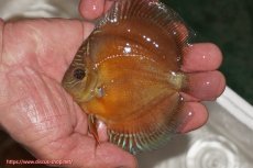 画像1: 【決算セール クーポンご利用で更に10％OFF対象商品】【ディスカス】【通販】【限定特価商品】【激紅必至　証明書付き】紅月改（ウルトラグレード朱月♂×ウルトラグレード紅月♀）【個体販売】10-11cm（生体）B-HOUSE 倉津氏作出 (1)