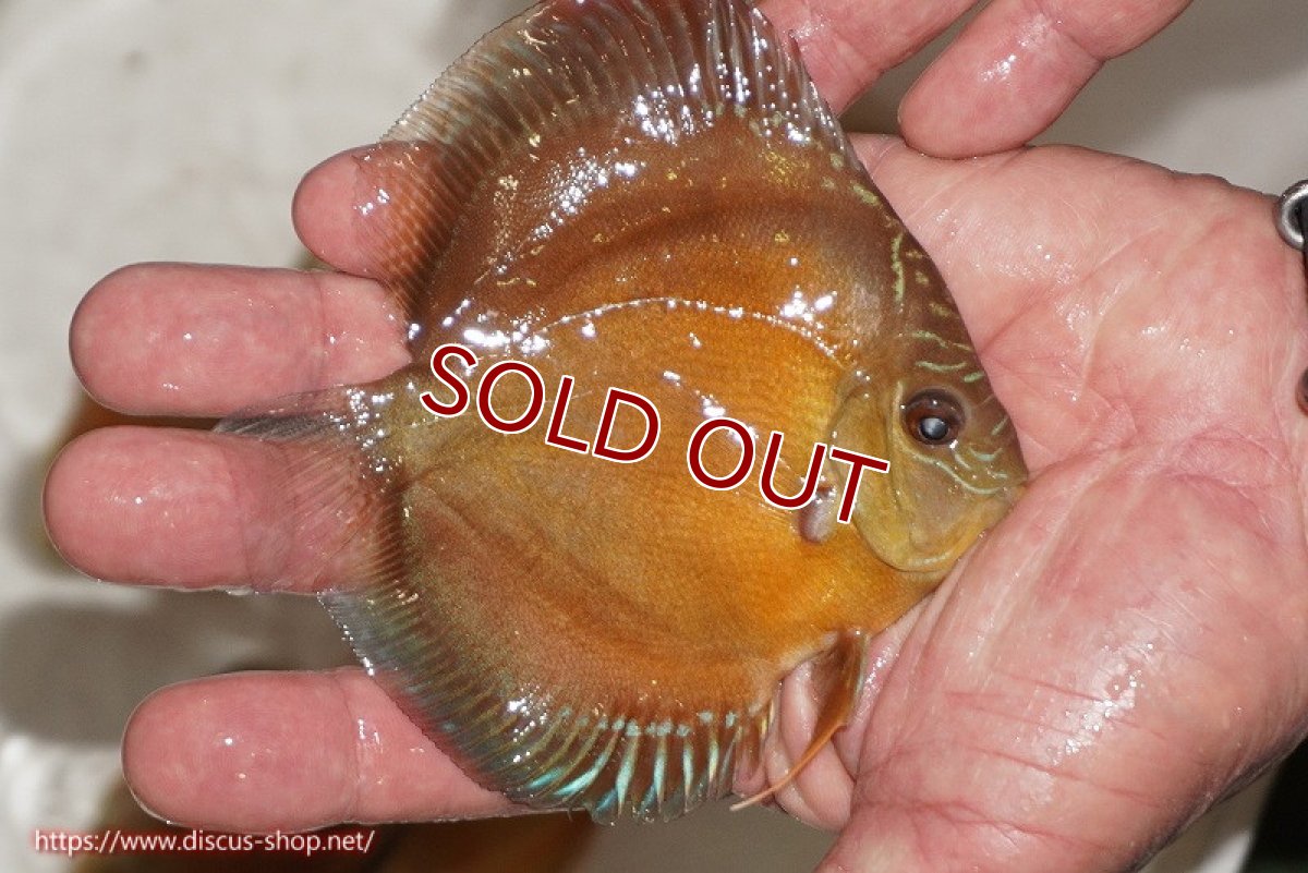 画像2: 【決算セール クーポンご利用で更に10％OFF対象商品】【ディスカス】【通販】【限定特価商品】【激紅必至　証明書付き】紅月改（ウルトラグレード朱月♂×ウルトラグレード紅月♀）【個体販売】10-11cm（生体）B-HOUSE 倉津氏作出 (2)