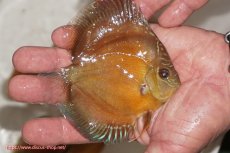 画像2: 【決算セール クーポンご利用で更に10％OFF対象商品】【ディスカス】【通販】【限定特価商品】【激紅必至　証明書付き】紅月改（ウルトラグレード朱月♂×ウルトラグレード紅月♀）【個体販売】10-11cm（生体）B-HOUSE 倉津氏作出 (2)