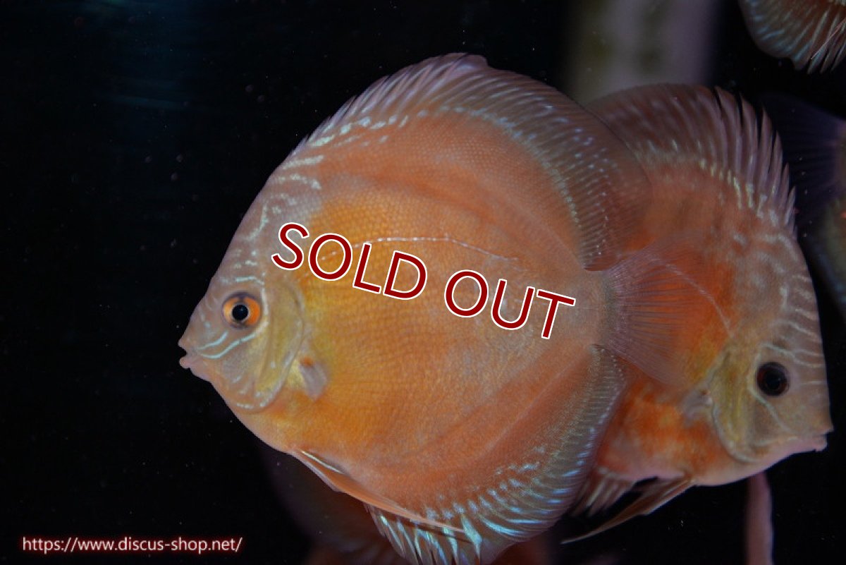 画像1: 【ディスカス】【通販】【限定特価商品】【激紅必至　証明書付き】紅月改（ウルトラグレード朱月♂×ウルトラグレード紅月♀）【個体販売】10-11cm（生体）B-HOUSE 倉津氏作出 (1)