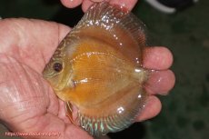 画像1: 【決算セール クーポンご利用で更に10％OFF対象商品】【ディスカス】【通販】【限定特価商品】【激紅必至　証明書付き】紅月改（ウルトラグレード朱月♂×ウルトラグレード紅月♀）【個体販売】10-11cm（生体）B-HOUSE 倉津氏作出 (1)