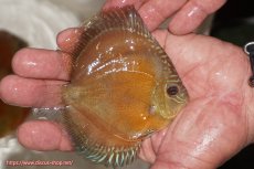 画像2: 【決算セール クーポンご利用で更に10％OFF対象商品】【ディスカス】【通販】【限定特価商品】【激紅必至　証明書付き】紅月改（ウルトラグレード朱月♂×ウルトラグレード紅月♀）【個体販売】10-11cm（生体）B-HOUSE 倉津氏作出 (2)