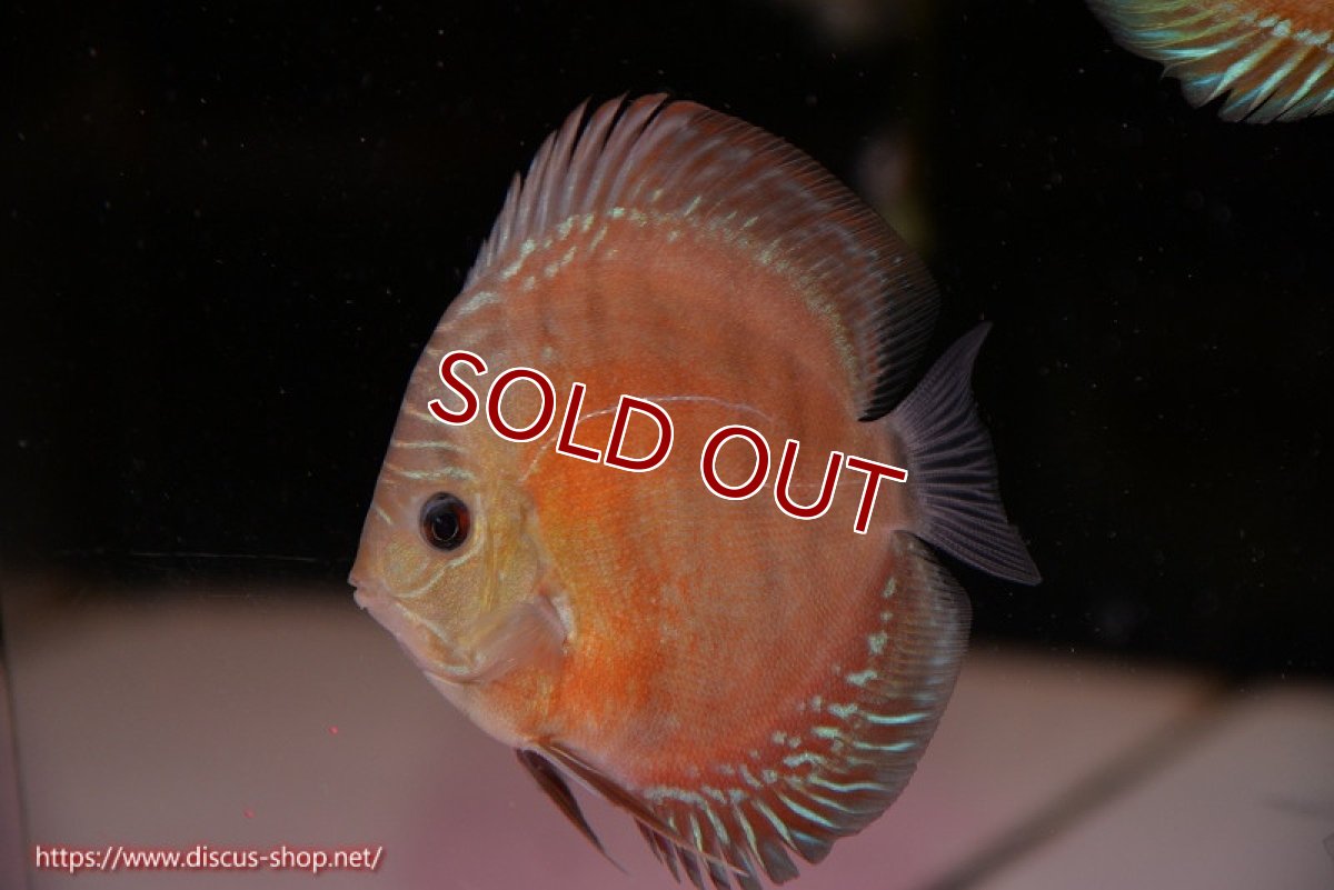 画像1: 【ディスカス】【通販】【限定特価商品】【激紅必至　証明書付き】紅月改（ウルトラグレード朱月♂×ウルトラグレード紅月♀）【個体販売】10-11cm（生体）B-HOUSE 倉津氏作出 (1)