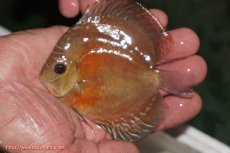 画像1: 【決算セール クーポンご利用で更に10％OFF対象商品】【ディスカス】【通販】【限定特価商品】【激紅必至　証明書付き】紅月改（ウルトラグレード朱月♂×ウルトラグレード紅月♀）【個体販売】10-11cm（生体）B-HOUSE 倉津氏作出 (1)