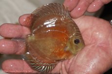 画像2: 【決算セール クーポンご利用で更に10％OFF対象商品】【ディスカス】【通販】【限定特価商品】【激紅必至　証明書付き】紅月改（ウルトラグレード朱月♂×ウルトラグレード紅月♀）【個体販売】10-11cm（生体）B-HOUSE 倉津氏作出 (2)