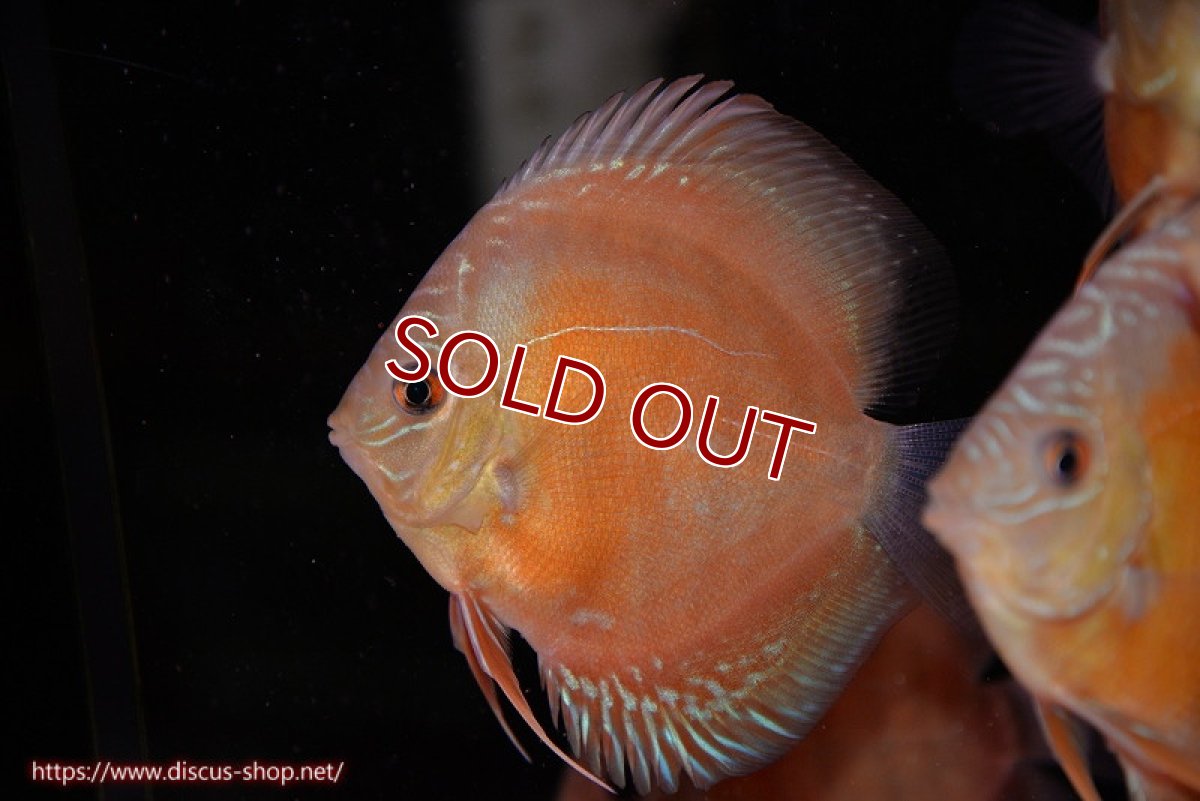 画像1: 【ディスカス】【通販】【限定特価商品】【激紅必至　証明書付き】紅月改（ウルトラグレード朱月♂×ウルトラグレード紅月♀）【個体販売】10-11cm（生体）B-HOUSE 倉津氏作出 (1)