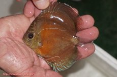 画像1: 【決算セール クーポンご利用で更に10％OFF対象商品】【ディスカス】【通販】【限定特価商品】【激紅必至　証明書付き】紅月改（ウルトラグレード朱月♂×ウルトラグレード紅月♀）【個体販売】10-11cm（生体）B-HOUSE 倉津氏作出 (1)