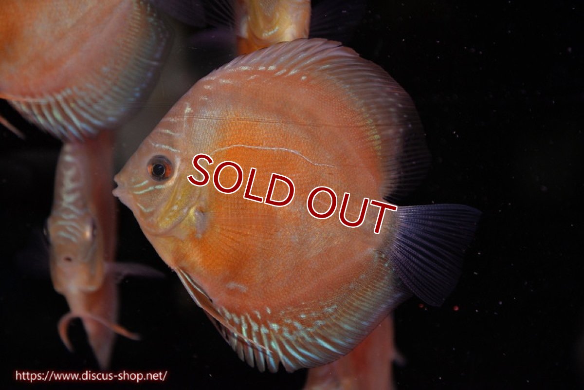 画像2: 【ディスカス】【通販】【限定特価商品】【激紅必至　証明書付き】紅月改（ウルトラグレード朱月♂×ウルトラグレード紅月♀）【個体販売】10-11cm（生体）B-HOUSE 倉津氏作出 (2)