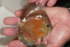 画像2: 【決算セール クーポンご利用で更に10％OFF対象商品】【ディスカス】【通販】【限定特価商品】【激紅必至　証明書付き】紅月改（ウルトラグレード朱月♂×ウルトラグレード紅月♀）【個体販売】10-11cm（生体）B-HOUSE 倉津氏作出 (2)