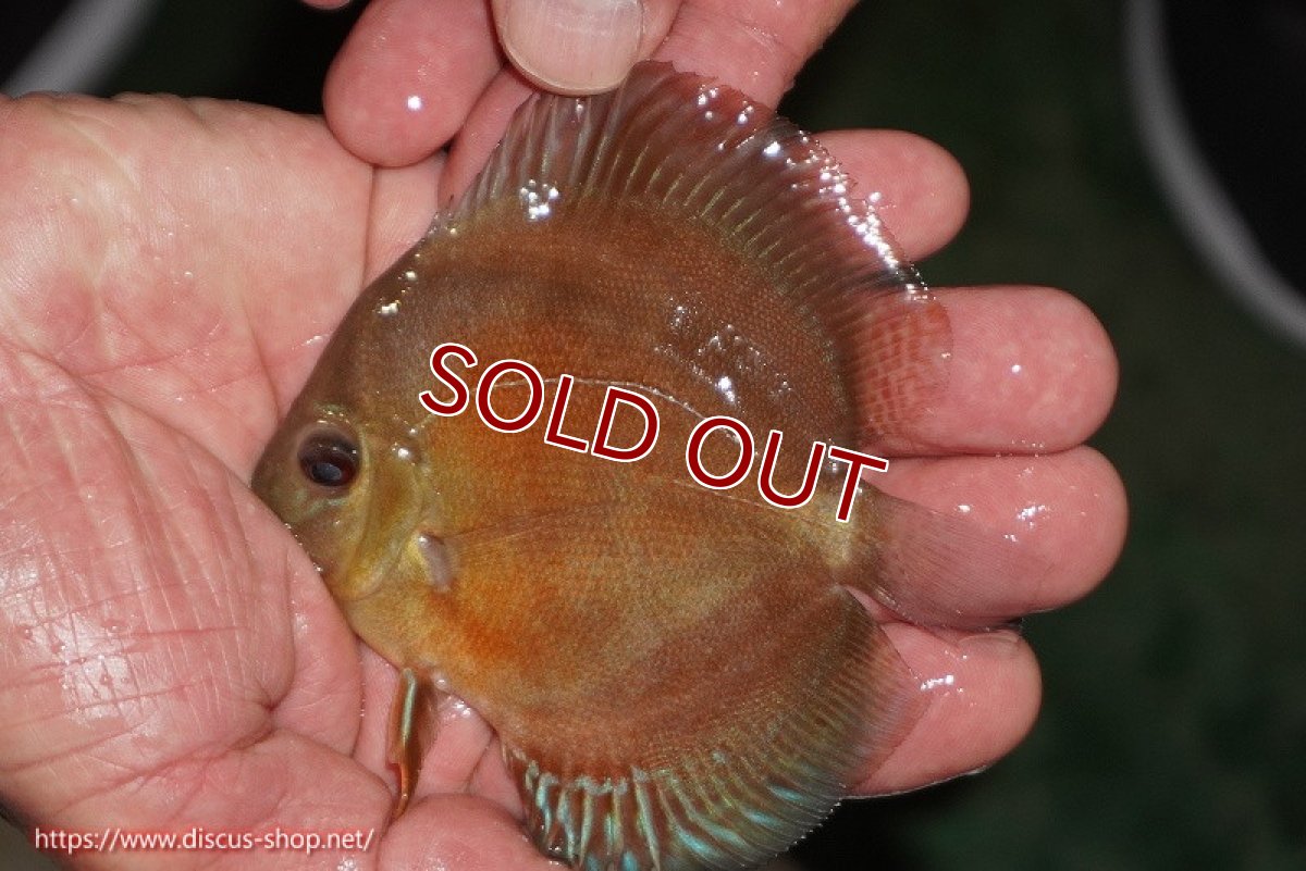 画像1: 【ディスカス】【通販】【限定特価商品】【激紅必至　証明書付き】紅月改（ウルトラグレード朱月♂×ウルトラグレード紅月♀）【個体販売】10-11cm（生体）B-HOUSE 倉津氏作出 (1)