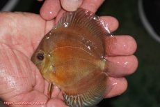 画像1: 【決算セール クーポンご利用で更に10％OFF対象商品】【ディスカス】【通販】【限定特価商品】【激紅必至　証明書付き】紅月改（ウルトラグレード朱月♂×ウルトラグレード紅月♀）【個体販売】10-11cm（生体）B-HOUSE 倉津氏作出 (1)