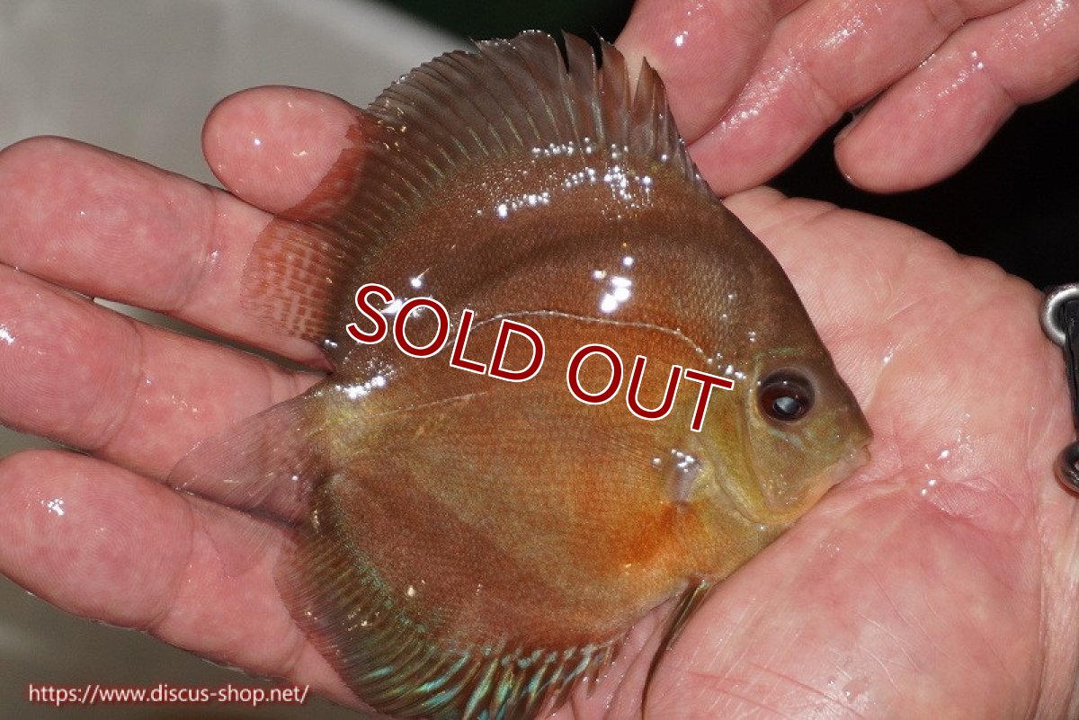 画像2: 【ディスカス】【通販】【限定特価商品】【激紅必至　証明書付き】紅月改（ウルトラグレード朱月♂×ウルトラグレード紅月♀）【個体販売】10-11cm（生体）B-HOUSE 倉津氏作出 (2)